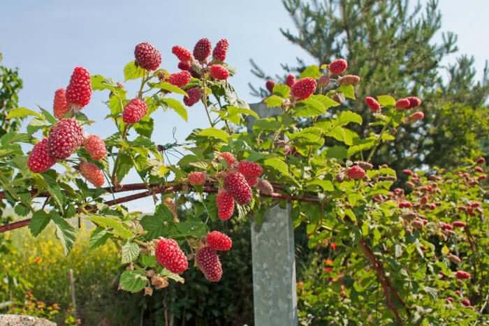 11 Best Climbing Fruits To Grow In The Garden - 77