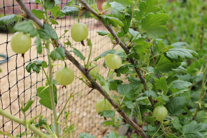 11 Best Climbing Fruits To Grow In The Garden - 79