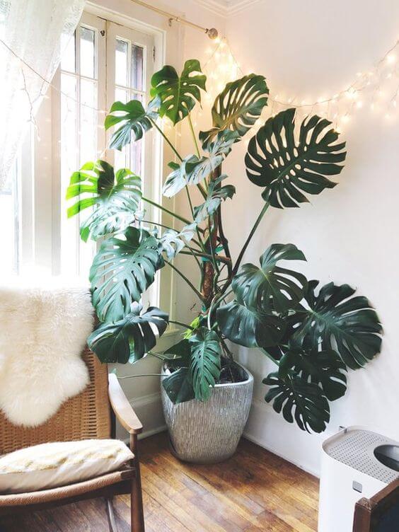 21 Inspiring Indoor Plant Corner Ideas - 159