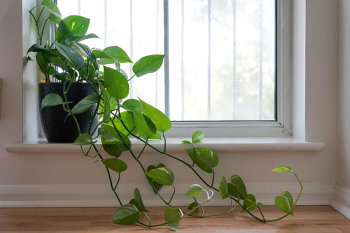 5 Plants To Help You Have A Green Thumb Without Any Effort - 37