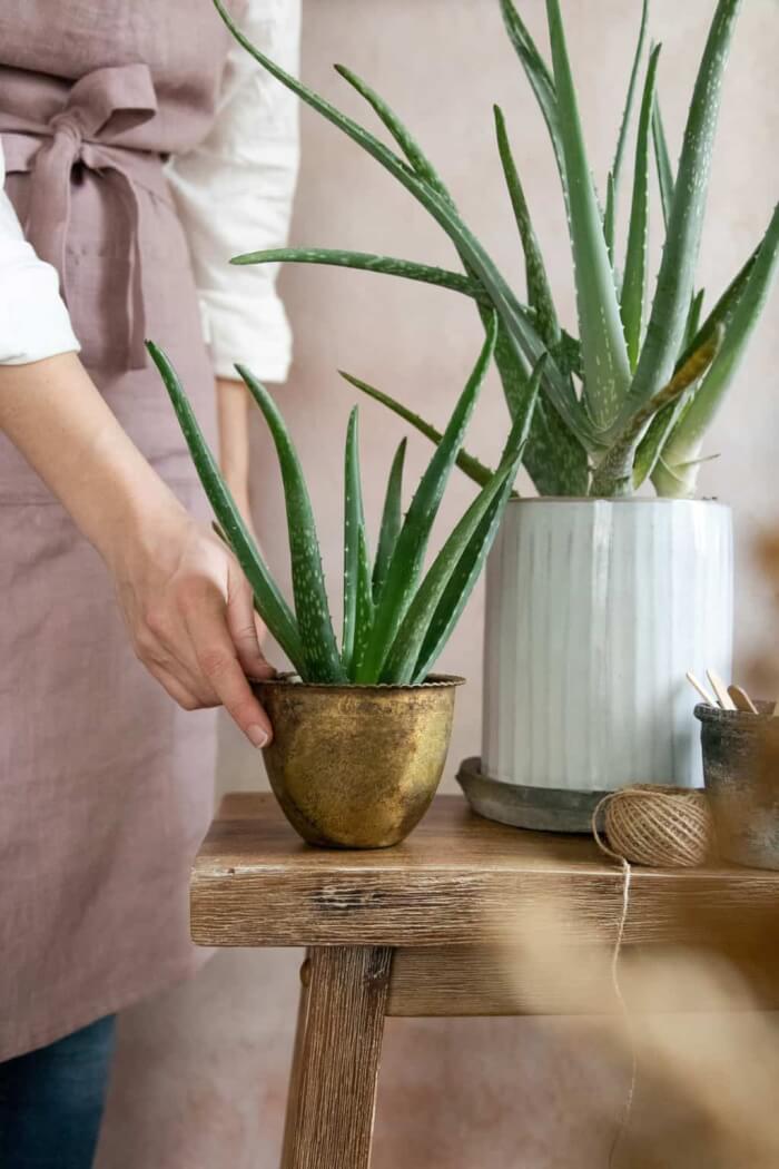 5 Plants To Help You Have A Green Thumb Without Any Effort - 41