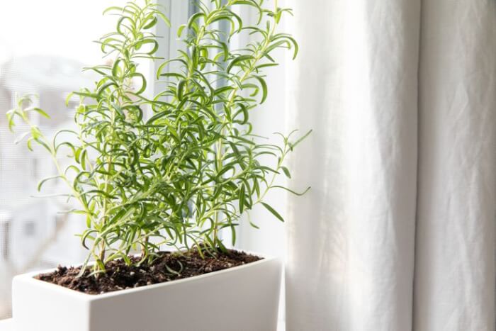 5 Plants To Help You Have A Green Thumb Without Any Effort - 45
