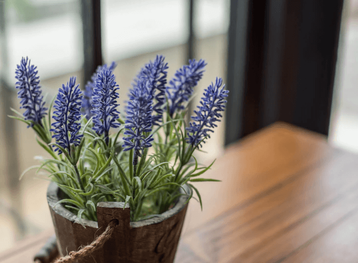 19 Beautiful Houseplants For Fragrance - 129