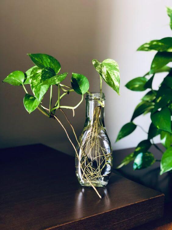 Best 25 Houseplants You Can Propagate In Water Vases - 155