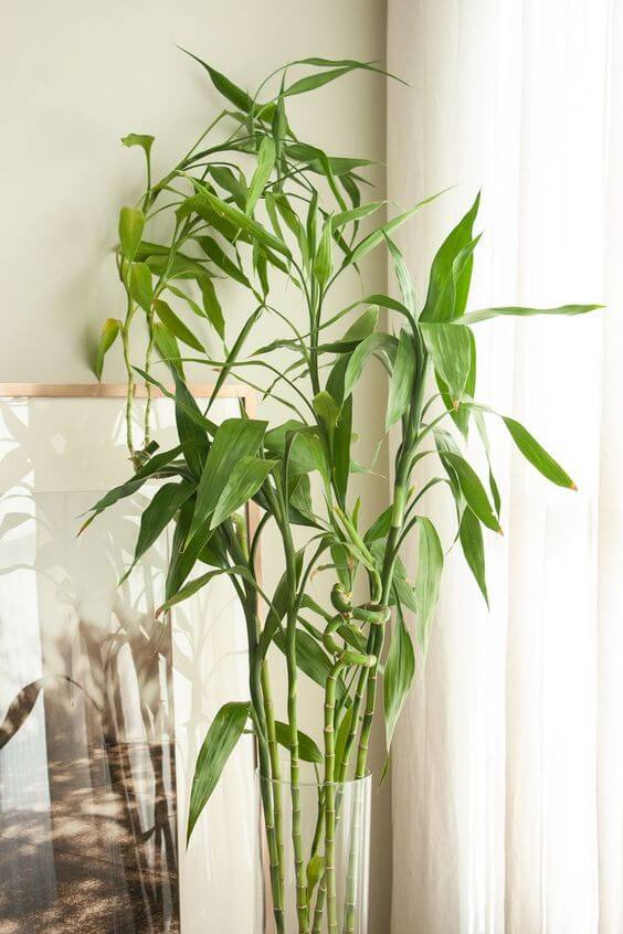 Best 25 Houseplants You Can Propagate In Water Vases - 157