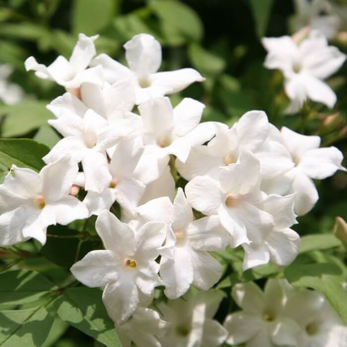 25 Fragrant Flowers You Can't Resist For Your House - 161