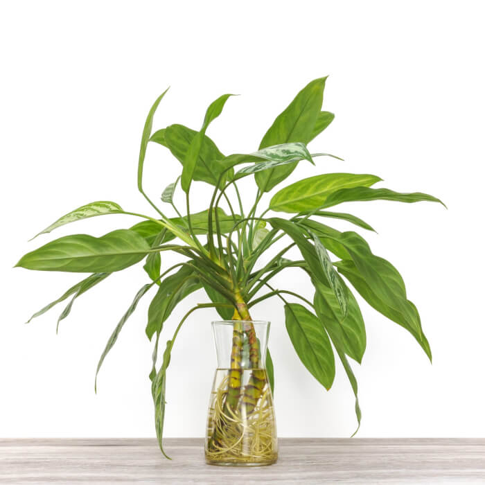 Best 25 Houseplants You Can Propagate In Water Vases - 161