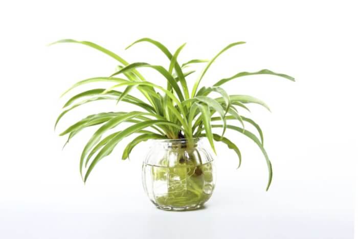 Best 25 Houseplants You Can Propagate In Water Vases - 163