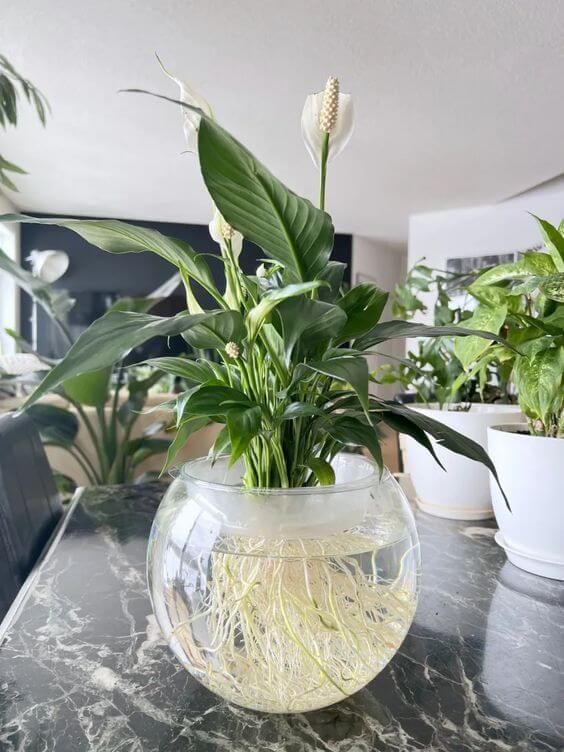 Best 25 Houseplants You Can Propagate In Water Vases - 177