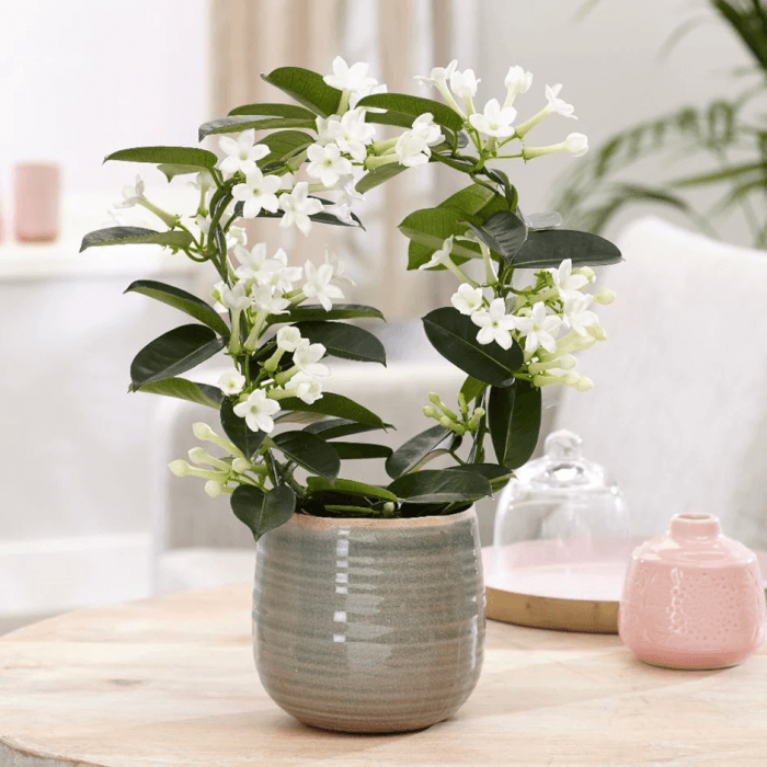 19 Beautiful Houseplants For Fragrance - 141