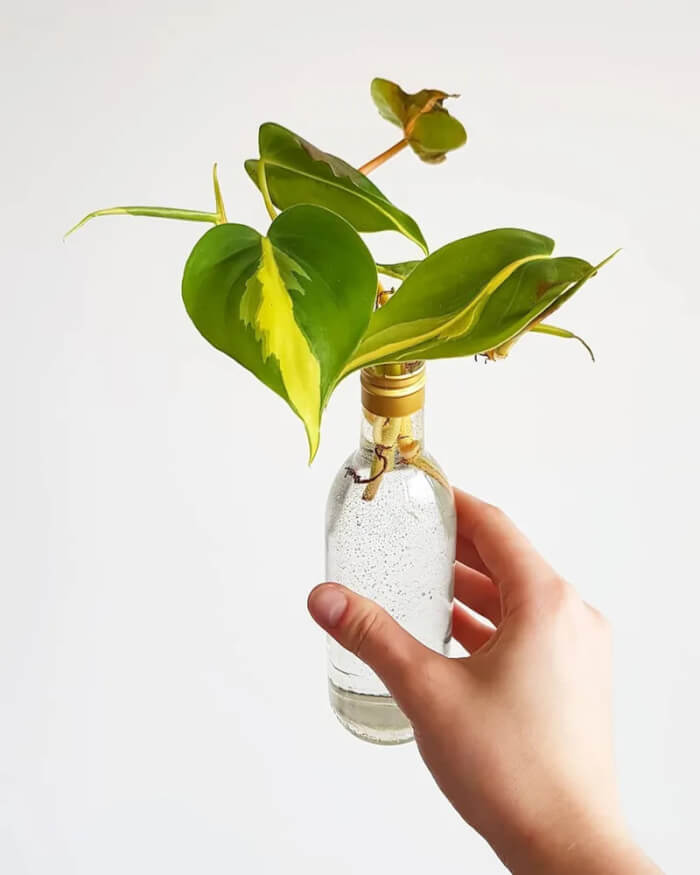 Best 25 Houseplants You Can Propagate In Water Vases - 189