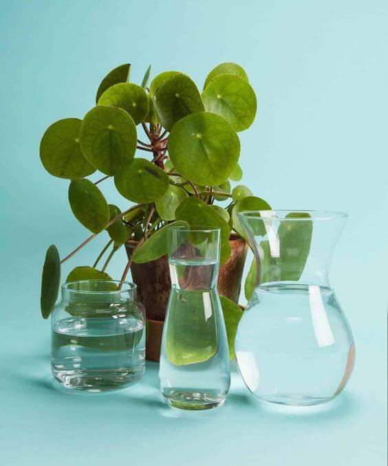 Best 25 Houseplants You Can Propagate In Water Vases - 199