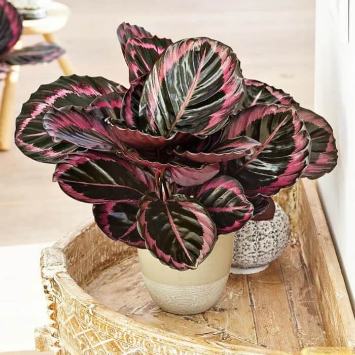 Most Colorful Houseplants You Will Love - 45