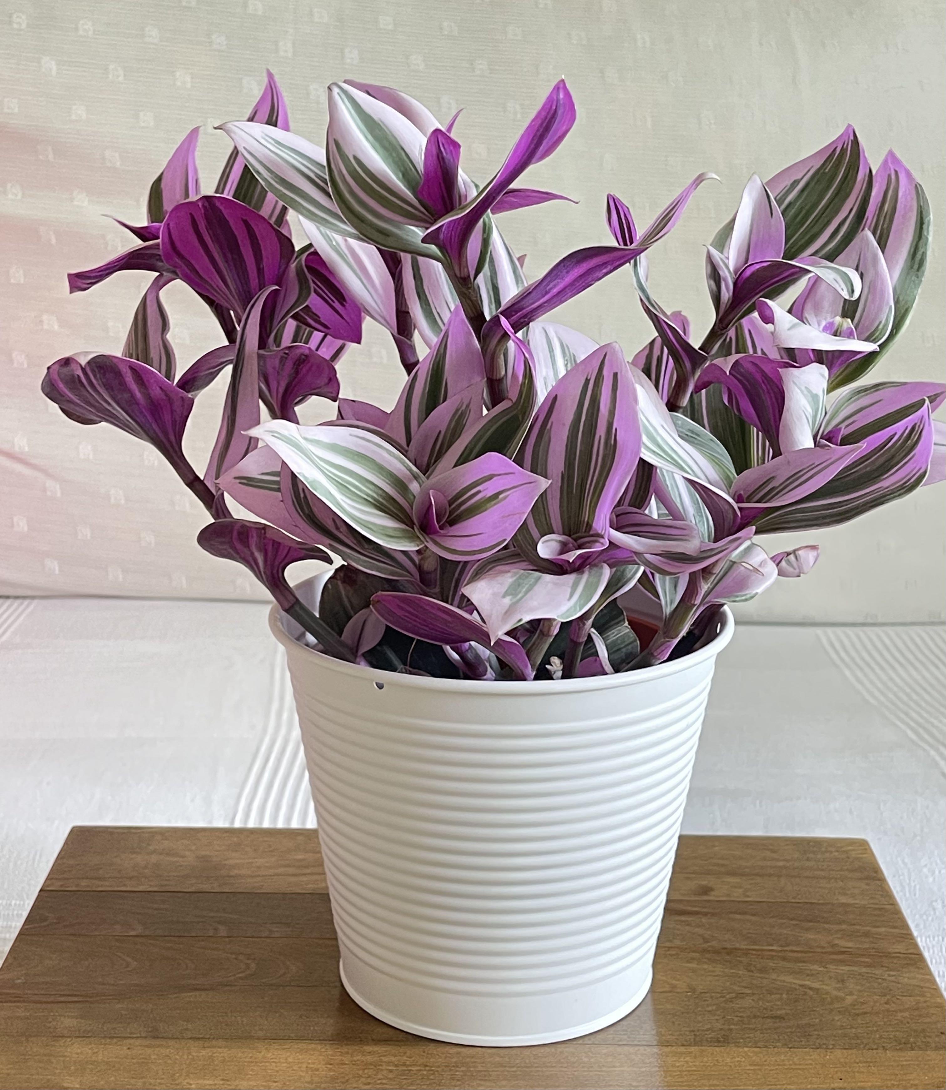 Most Colorful Houseplants You Will Love