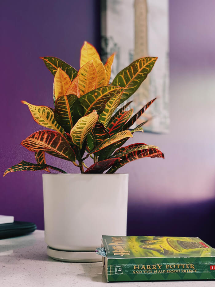 Most Colorful Houseplants You Will Love - 51