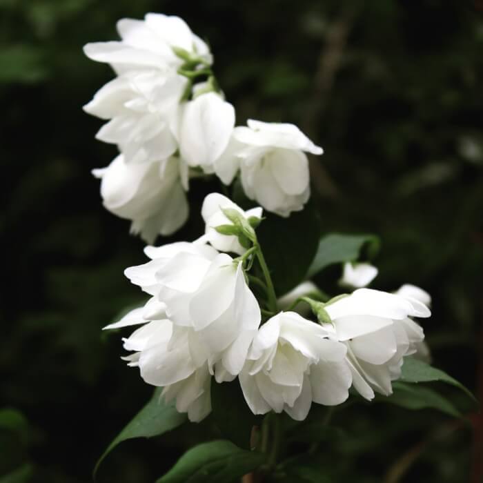 25 Fragrant Flowers You Can't Resist For Your House - 197