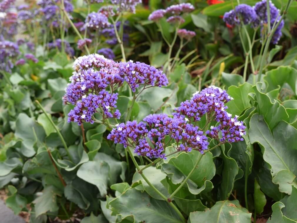 17 Best Beach Plants That Grow Well In Your Home and Garden - 129