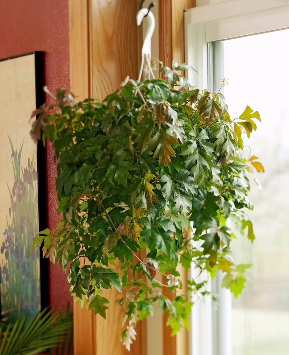 11 Best Trailing Houseplants for Your Bathroom - 77
