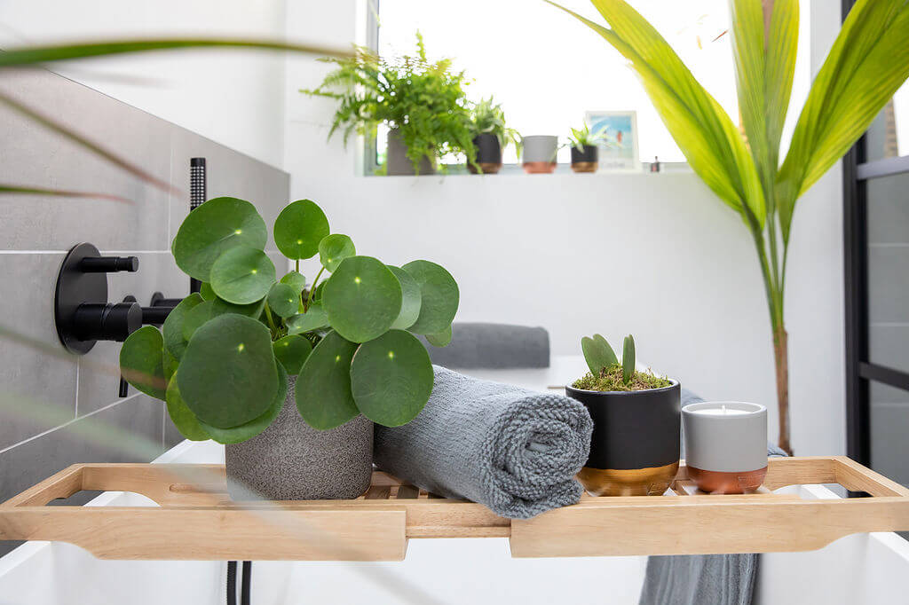 11 Best Trailing Houseplants for Your Bathroom - 89