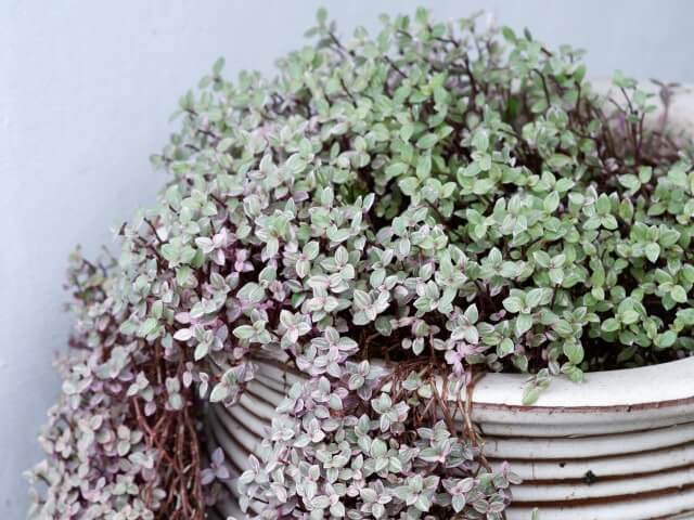 11 Best Trailing Houseplants for Your Bathroom - 91