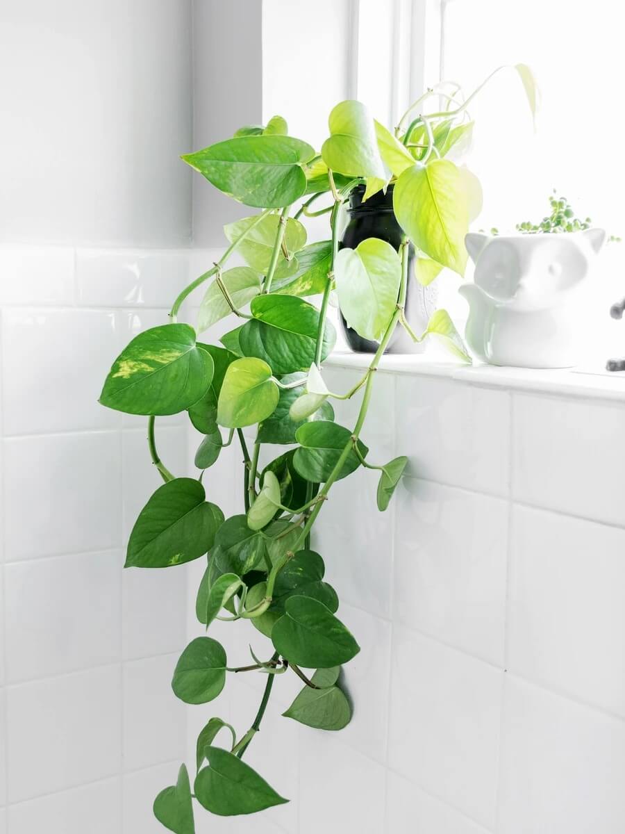 11 Best Trailing Houseplants for Your Bathroom - 93