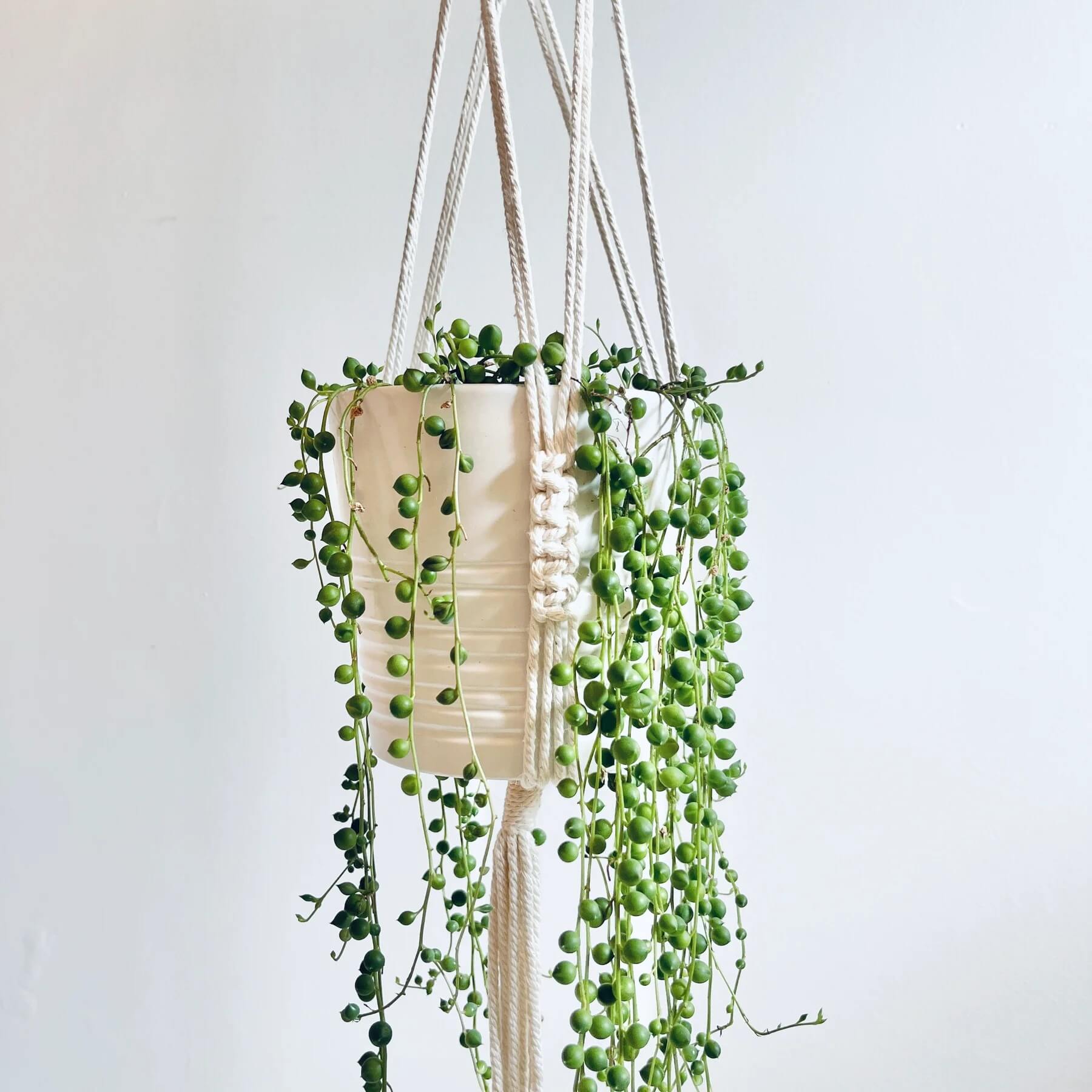 25 Plantes d'intérieur Qui Ont L'air Grande Quand Cultivé dans Macrame Plant Hangers - 161