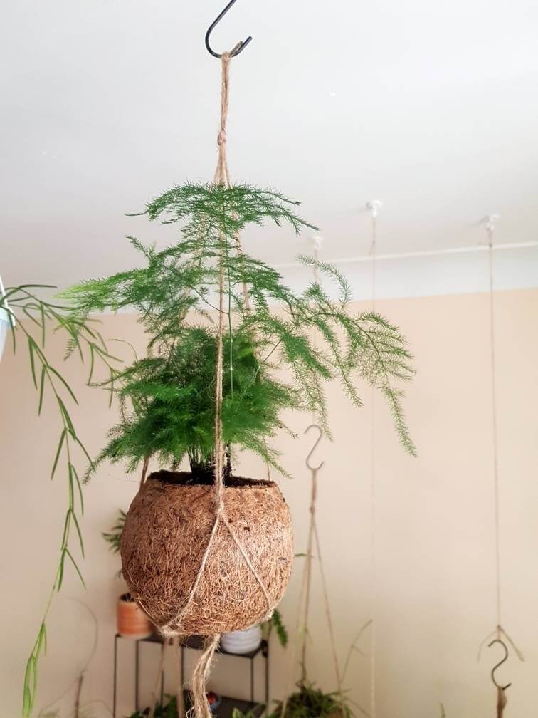 25 Houseplants That Look Great When Grown in Macramé Plant Hangers - 165