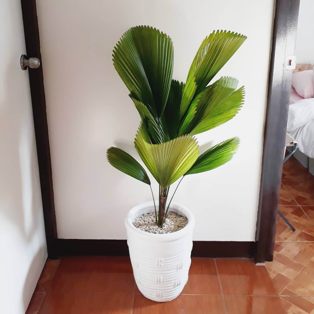 12 Best Houseplants with Big Leaves That Will Help Add Stylish to Your Home - 79