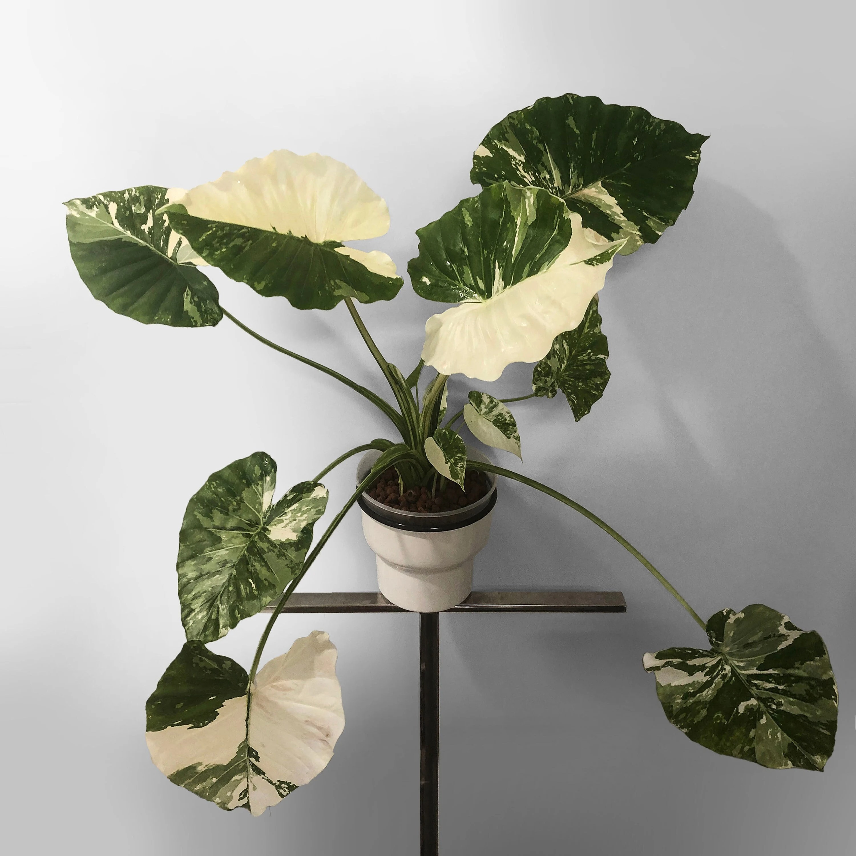 12 Best Houseplants with Big Leaves That Will Help Add Stylish to Your Home - 81