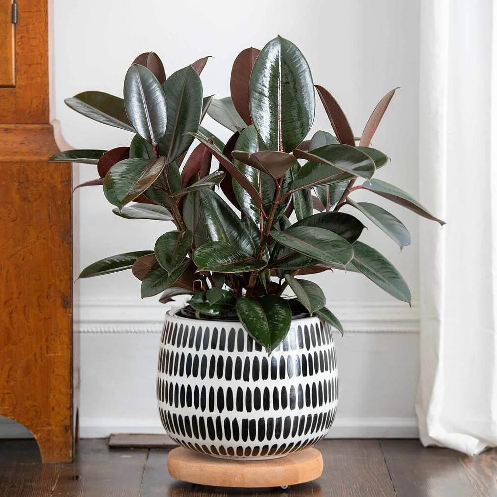 12 Best Houseplants with Big Leaves That Will Help Add Stylish to Your Home - 83