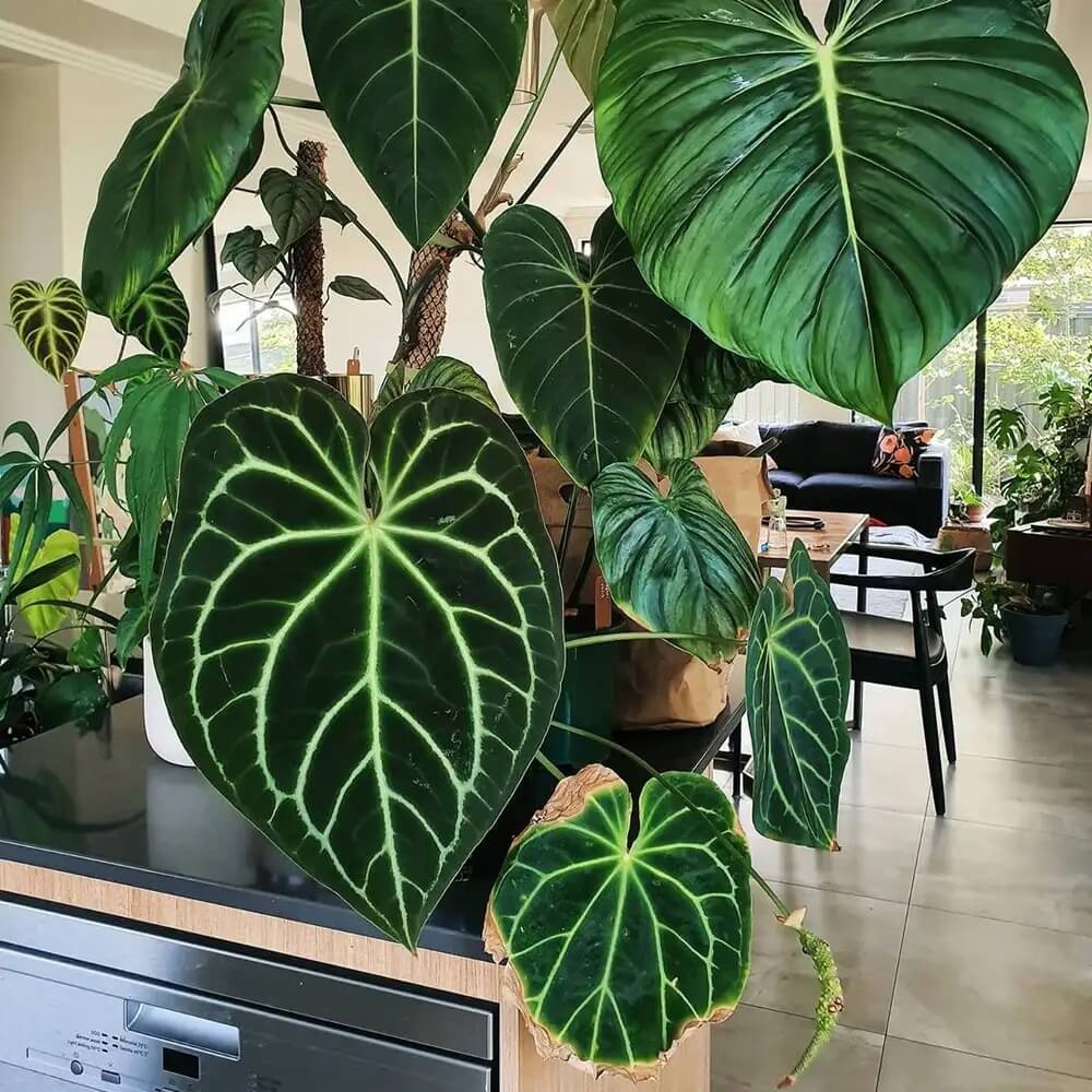 12 Best Houseplants with Big Leaves That Will Help Add Stylish to Your Home - 85