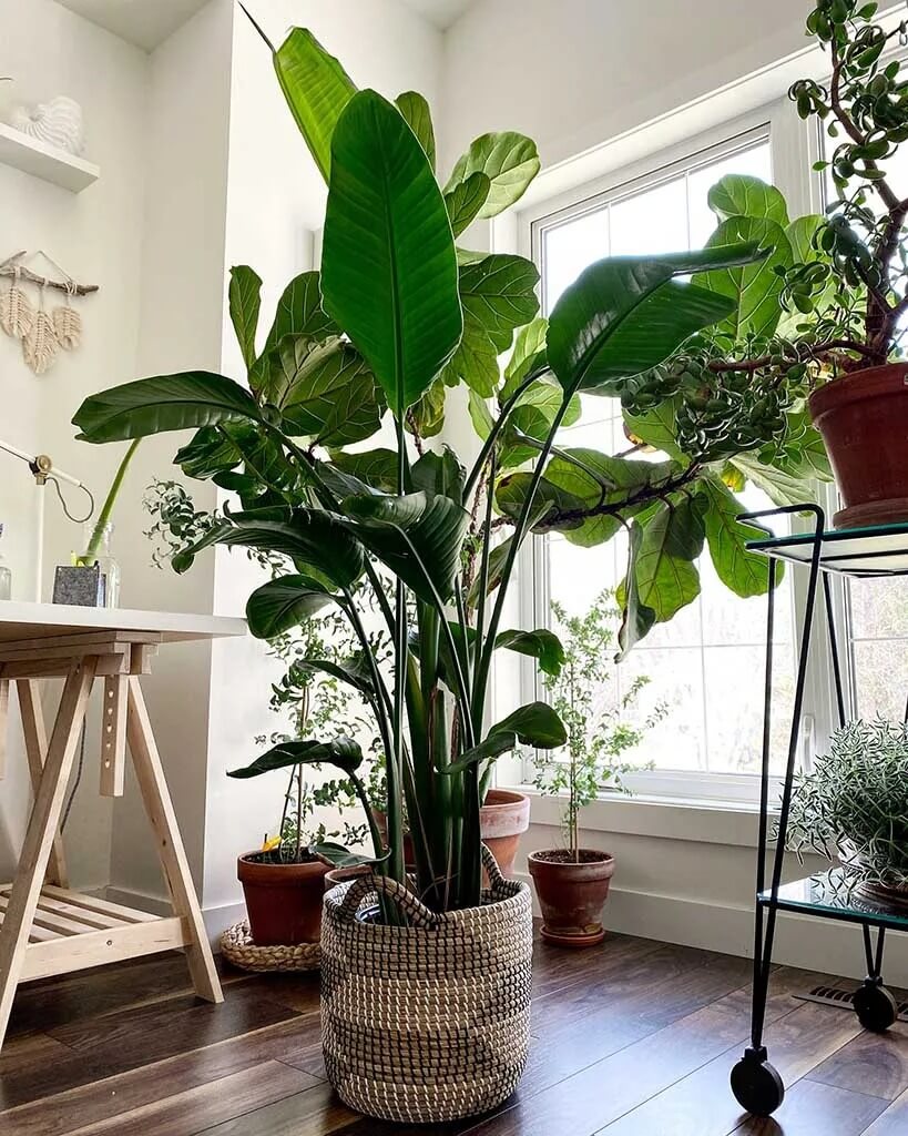 12 Best Houseplants with Big Leaves That Will Help Add Stylish to Your Home - 87