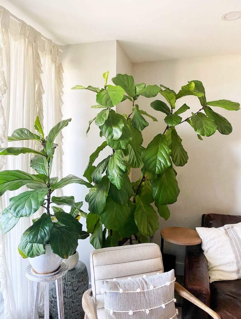 12 Best Houseplants with Big Leaves That Will Help Add Stylish to Your Home - 89