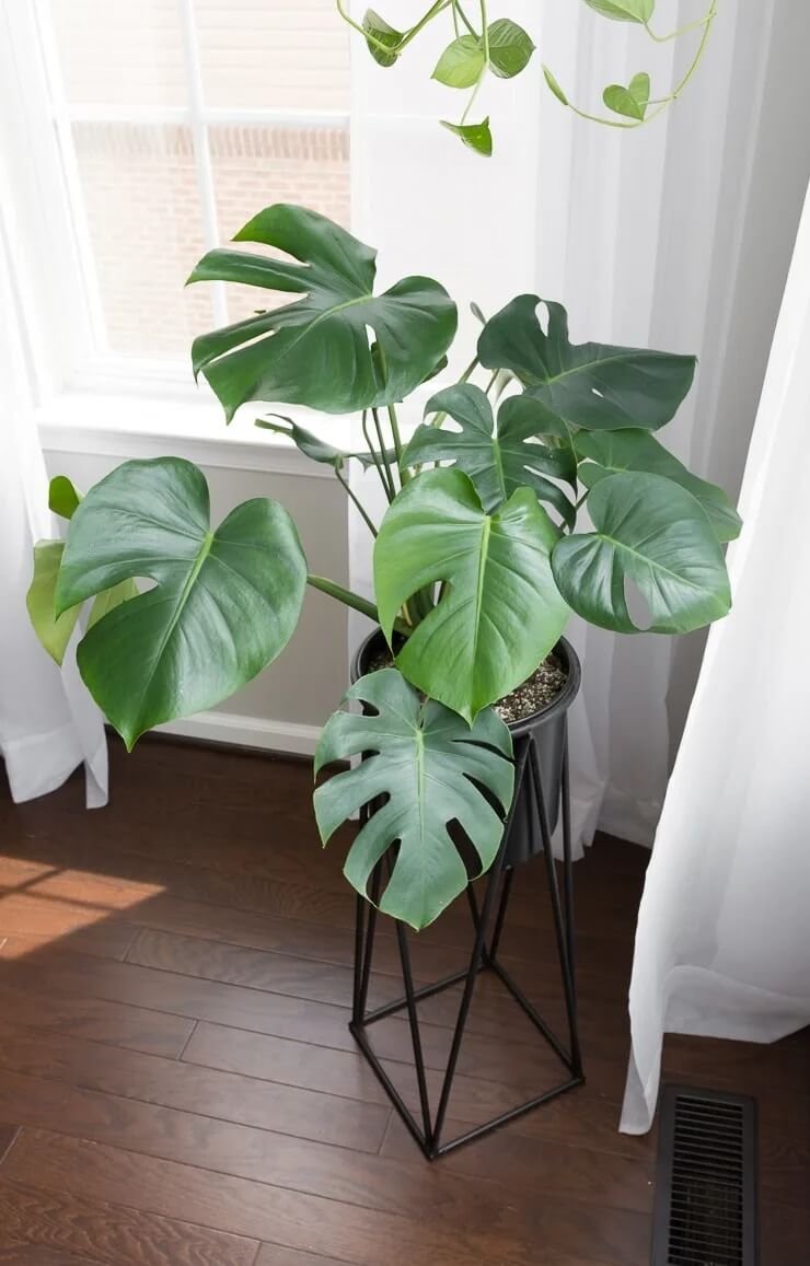 12 Best Houseplants with Big Leaves That Will Help Add Stylish to Your Home - 91