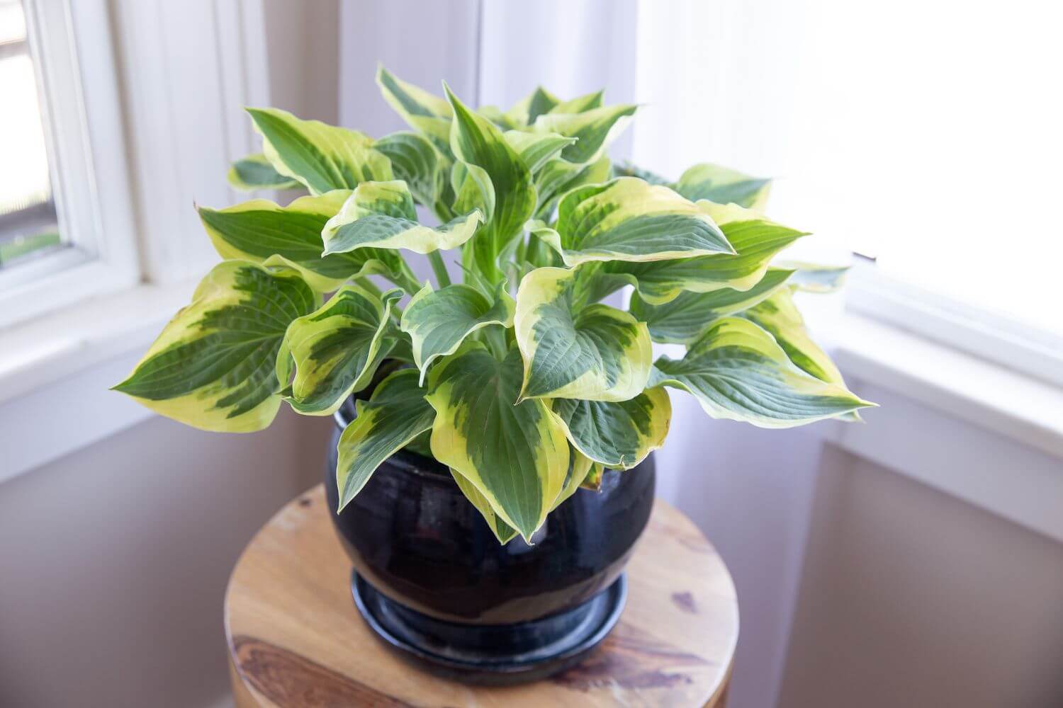 12 Best Houseplants with Big Leaves That Will Help Add Stylish to Your Home - 93