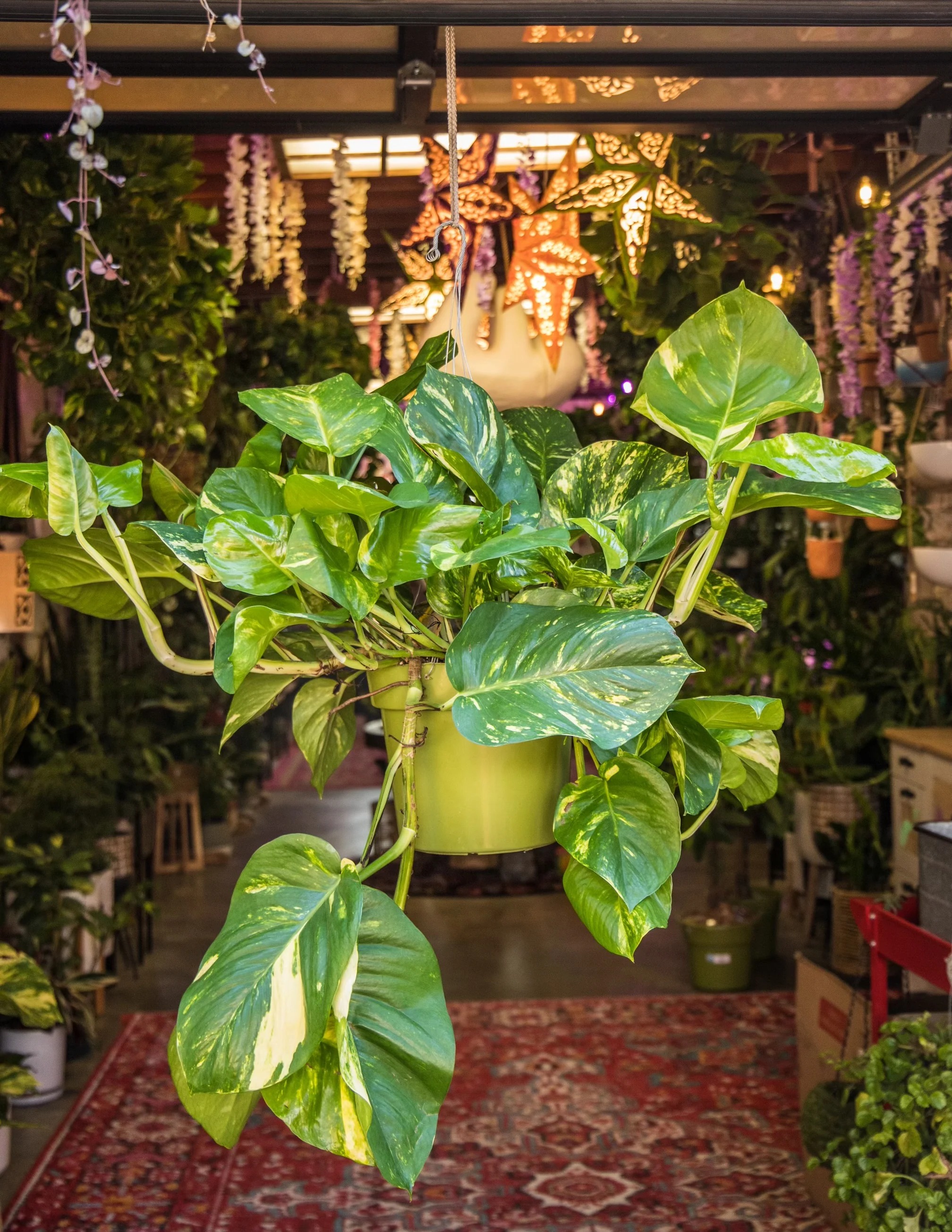 12 Best Houseplants with Big Leaves That Will Help Add Stylish to Your Home - 95