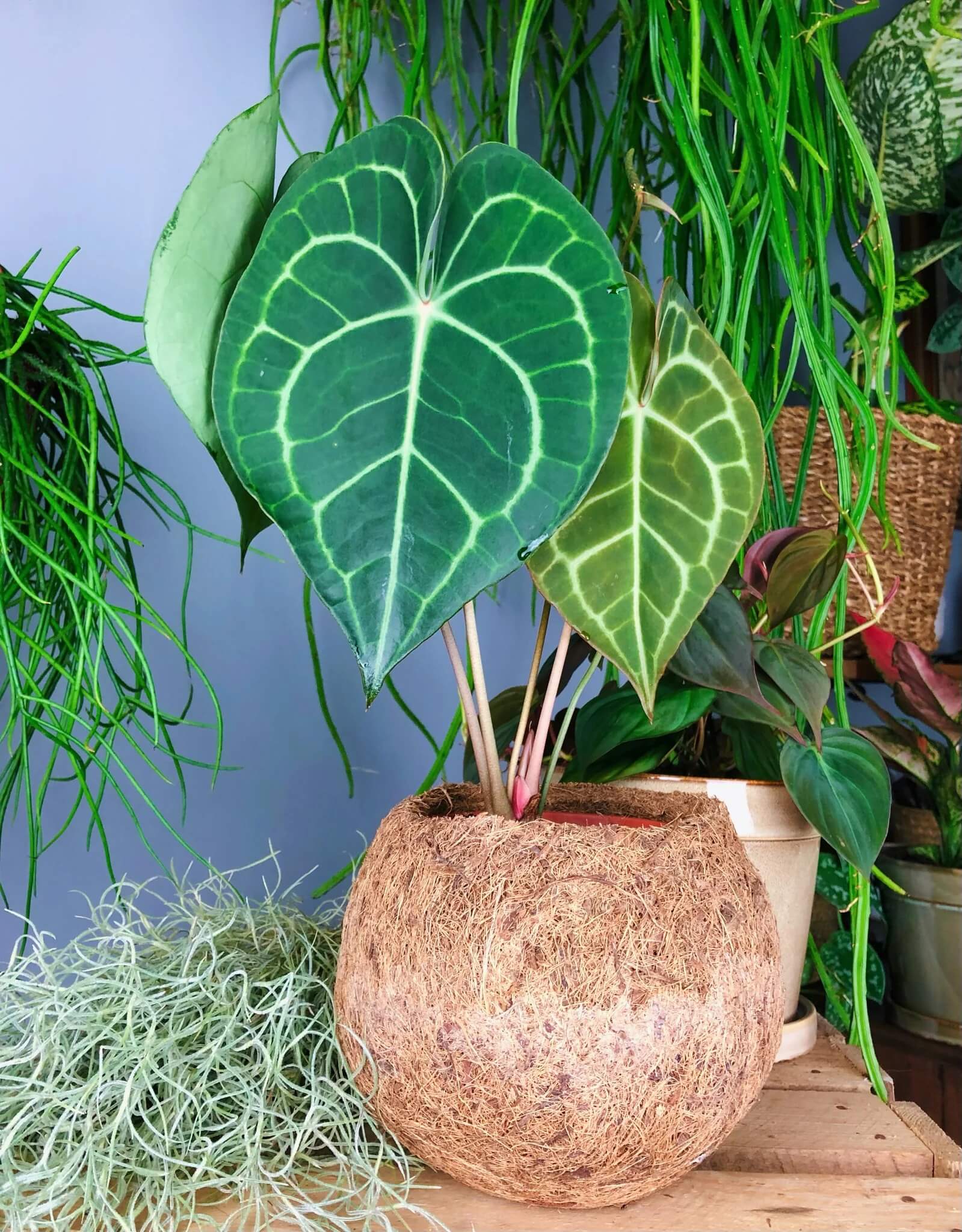 12 Best Houseplants with Big Leaves That Will Help Add Stylish to Your Home - 97