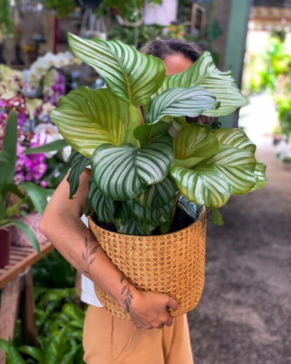 12 Best Houseplants with Big Leaves That Will Help Add Stylish to Your Home - 99