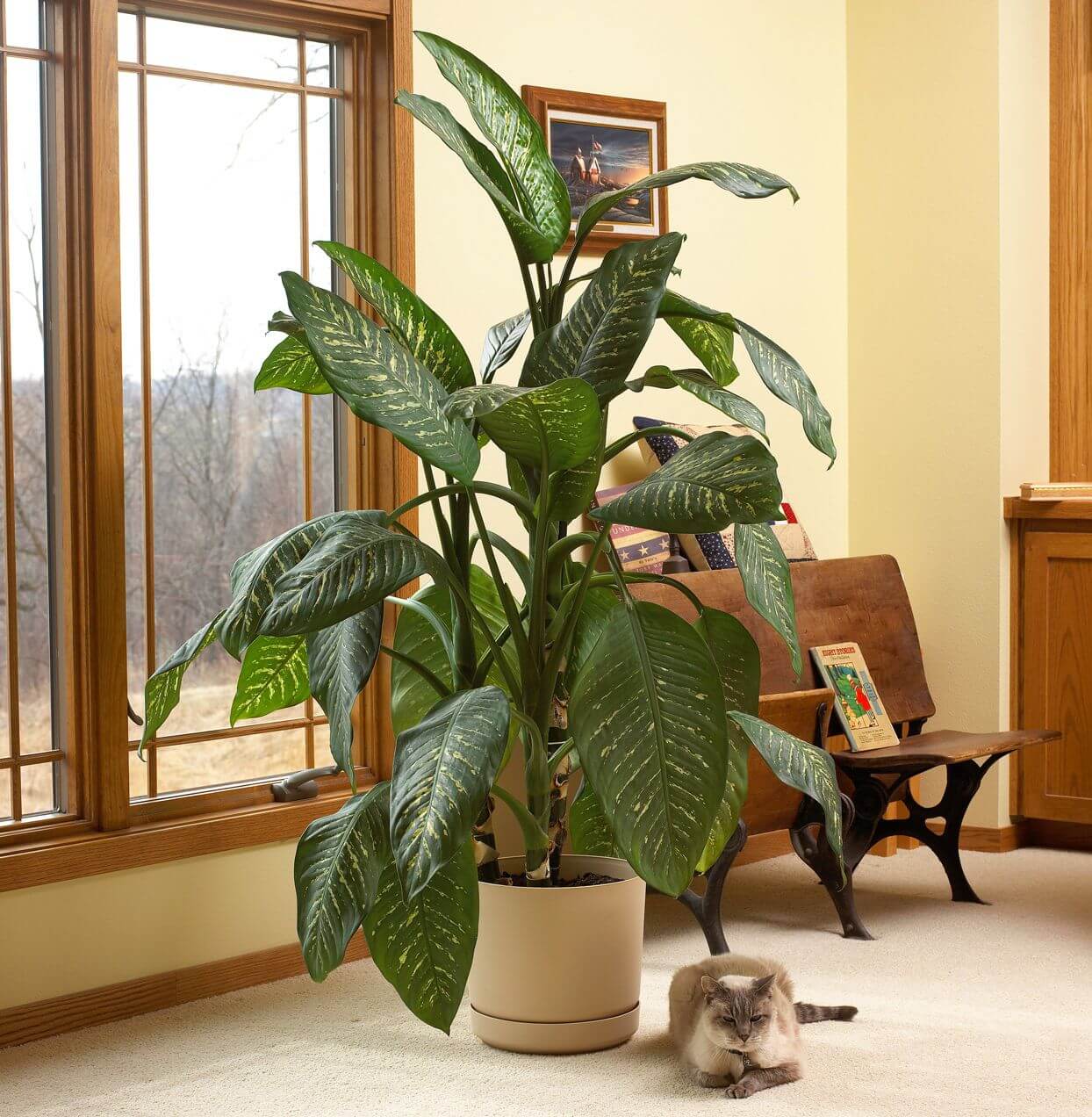12 Best Houseplants with Big Leaves That Will Help Add Stylish to Your Home - 101
