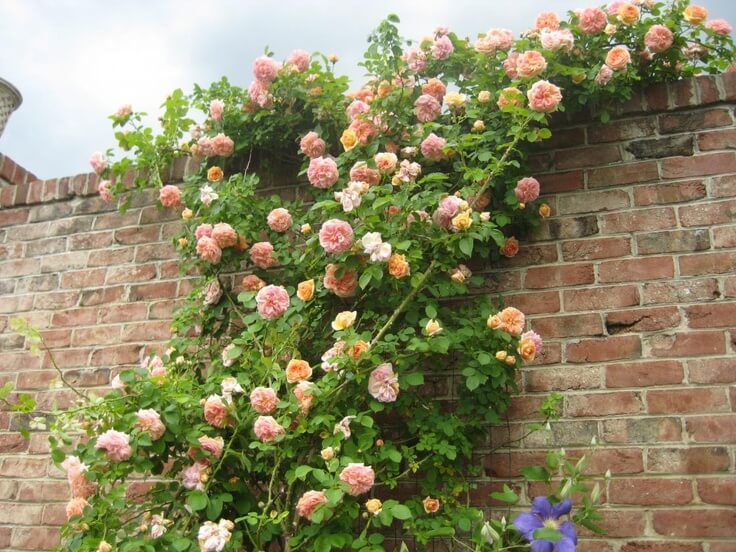 Best 15 Climbing Rose Flowers On Trellis Ideas - 123