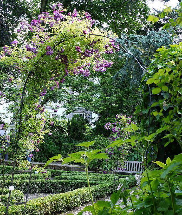 Best 15 Climbing Rose Flowers On Trellis Ideas - 103