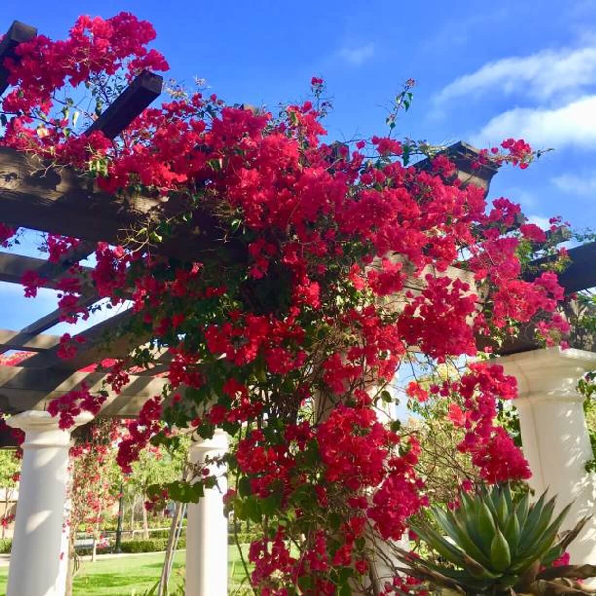 16 Gorgeous Plants And Flowers Your Pergola Love 16 Gorgeous Plants And Flowers Your Pergola Love