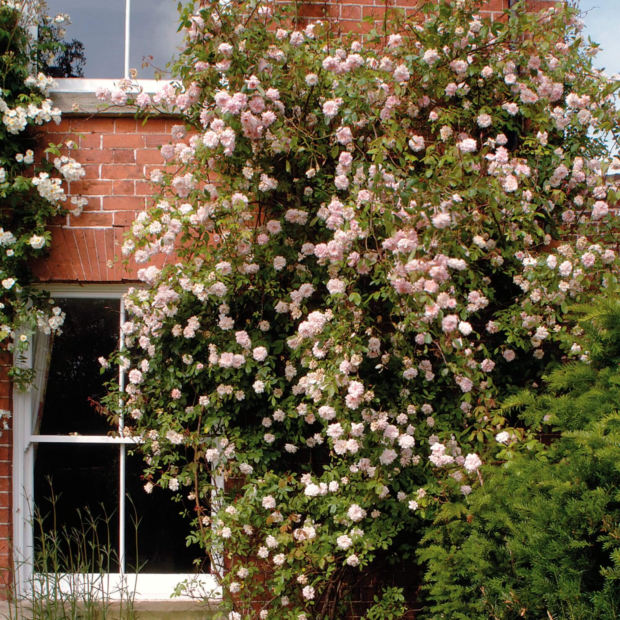 Best 15 Climbing Rose Flowers On Trellis Ideas - 119