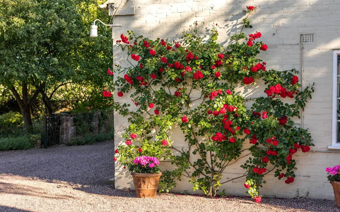Best 15 Climbing Rose Flowers On Trellis Ideas - 97