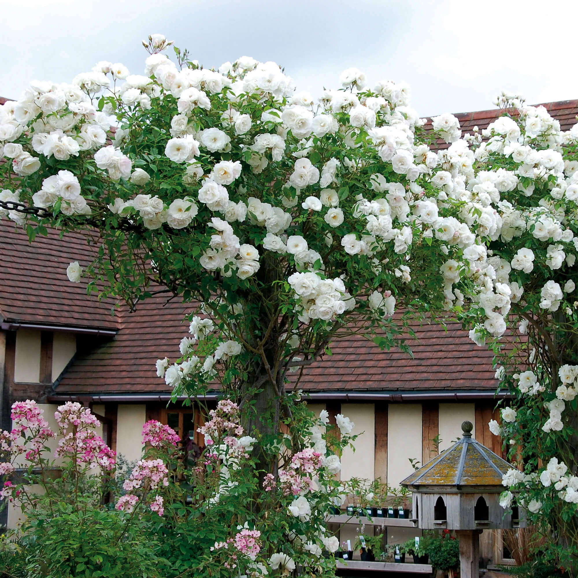 Best 15 Climbing Rose Flowers On Trellis Ideas - 95