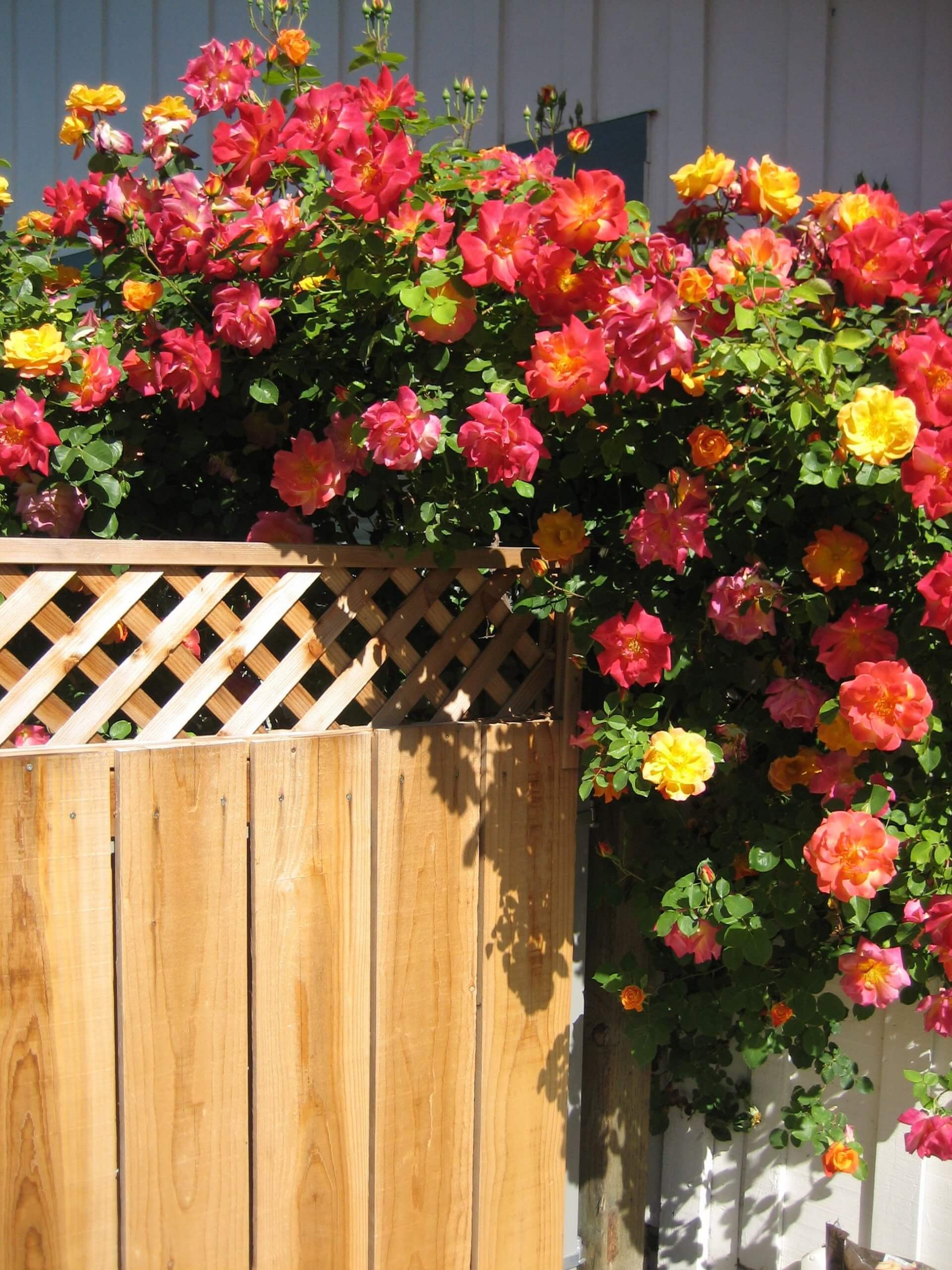 Best 15 Climbing Rose Flowers On Trellis Ideas - 111