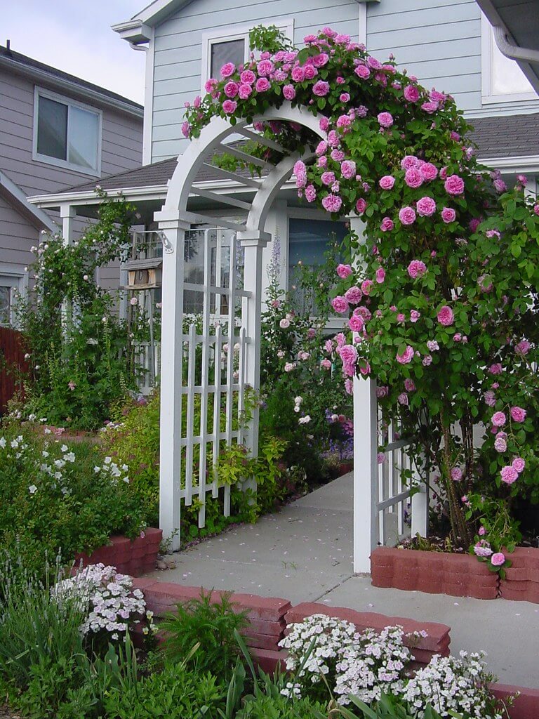 Best 15 Climbing Rose Flowers On Trellis Ideas - 105