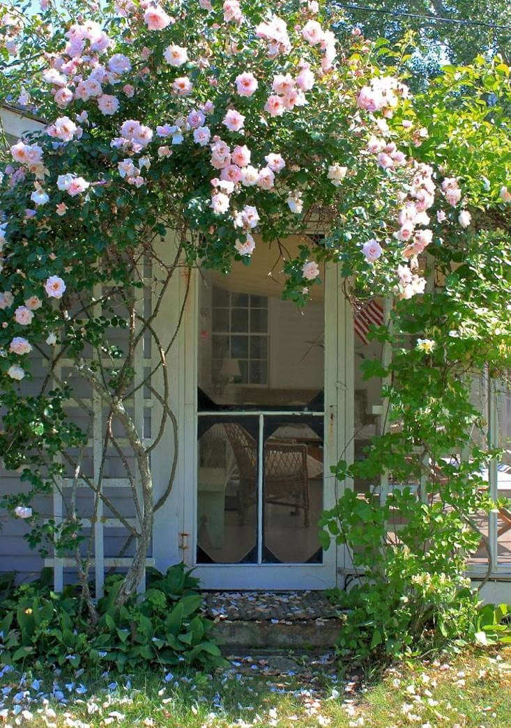 Best 15 Climbing Rose Flowers On Trellis Ideas - 107