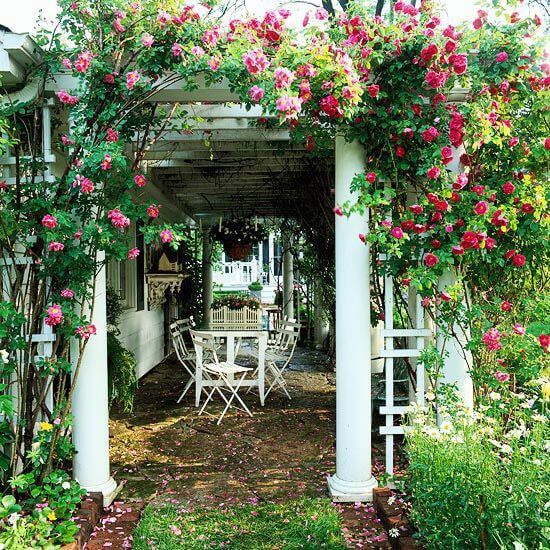 Best 15 Climbing Rose Flowers On Trellis Ideas - 109