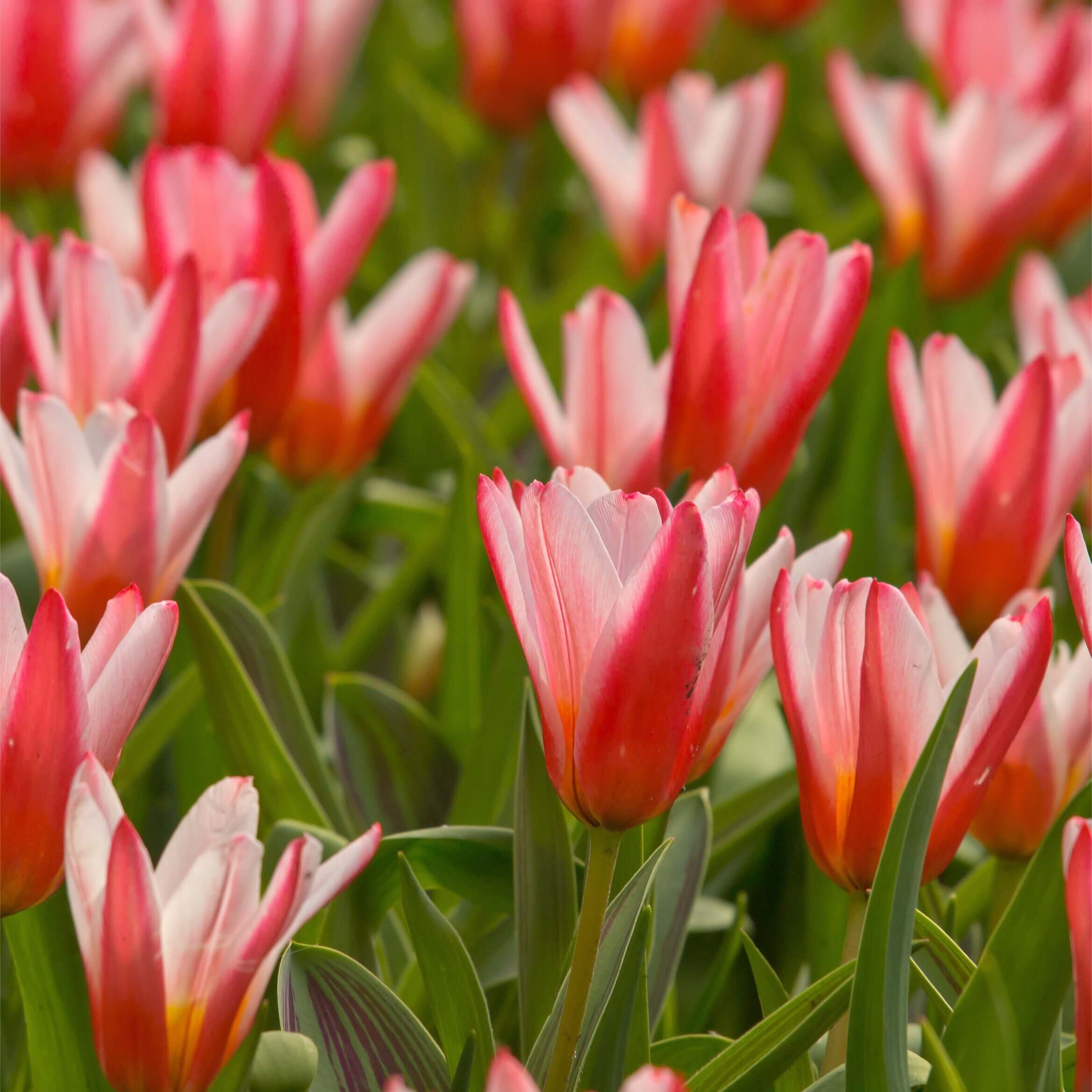 20 Types Of Tulips That Feature The Most Beautiful And Unique Colors